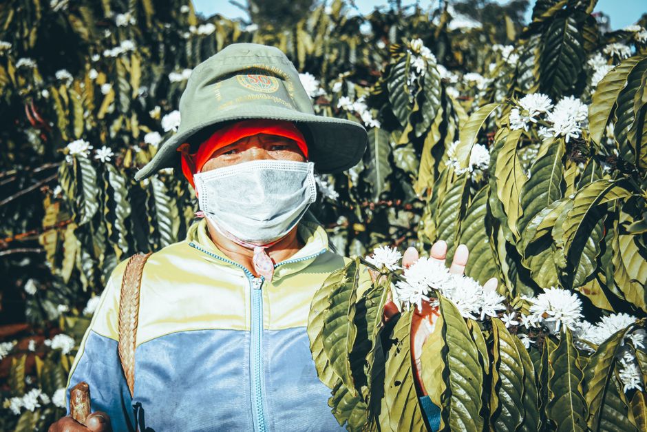 Cà phê Buôn Ma Thuột: vì sao được mệnh danh thủ phủ cà phê?