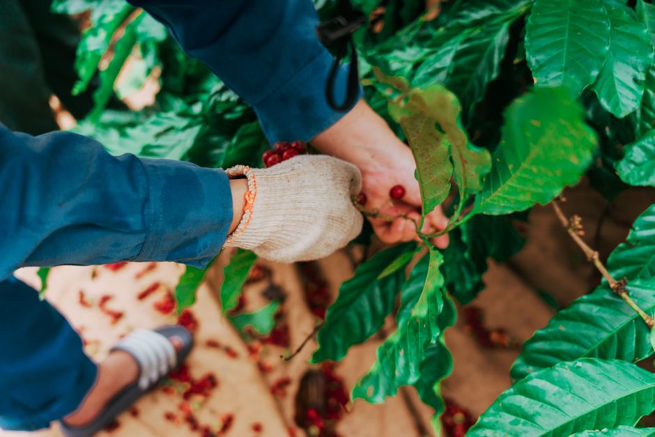 Cà phê Robusta là gì? Đặc điểm, hương vị và vì sao hợp gu người Việt